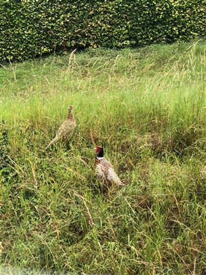 cock hen pheasant in garden
